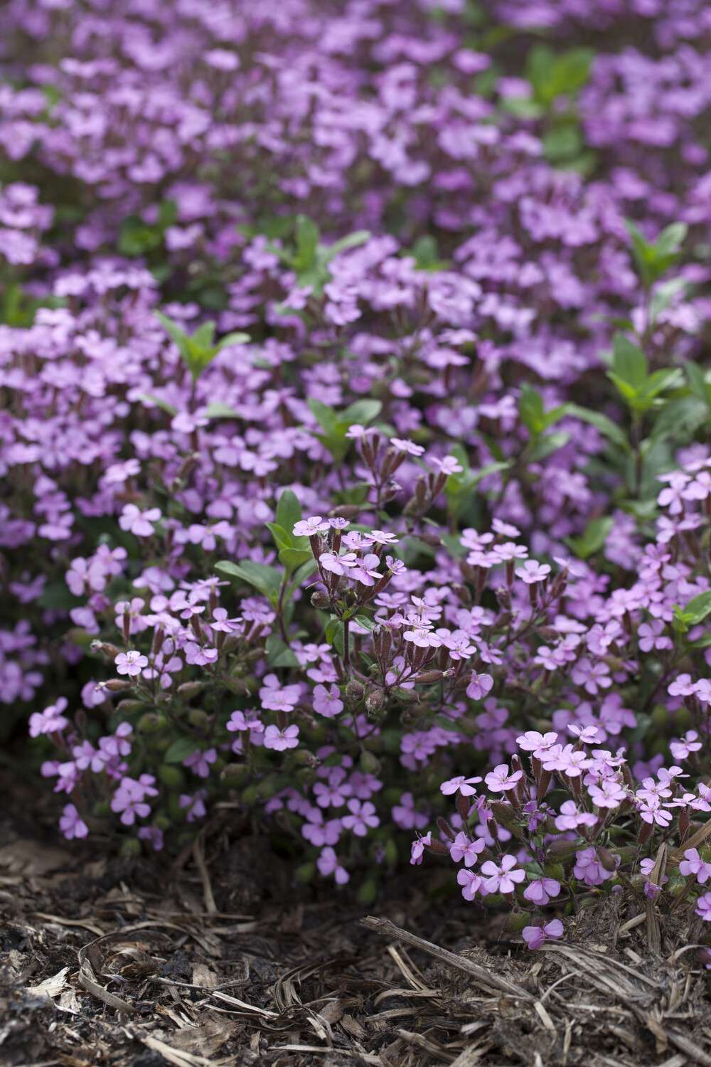 Sæbeurt 'Ocymoides'